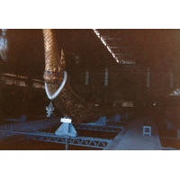 รูปถ่าย ไทย(Thailand) กรุงเทพมหานคร(Bangkok) 1989-04 7