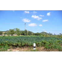 รูปถ่าย ไทย(Thailand) ถนนจากพัทยาไปเกาะเสม็ด(Pattaya to Ko Samet road) 2008-12 57