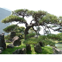 รูปถ่าย ญี่ปุ่น(Japan) โตเกียว(Tokyo) สวนคิวชิบะริคิว(Kyu Shiba rikyu Gardens) 2010-06 7