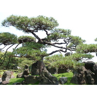 รูปถ่าย ญี่ปุ่น(Japan) โตเกียว(Tokyo) สวนคิวชิบะริคิว(Kyu Shiba rikyu Gardens) 2010-06 15