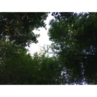 รูปถ่าย ไทย(Thailand) อุทยานแห่งชาติภูหินร่องกล้า(Phu Hin Rong Kla National Park) 2014-12 161