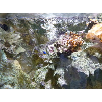 รูปถ่าย ฝรั่งเศส(France) เลอกรัวซิก(Le Croisic) โอเชียเรียม(Ocearium) 2009-10 12