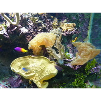 รูปถ่าย ฝรั่งเศส(France) เลอกรัวซิก(Le Croisic) โอเชียเรียม(Ocearium) 2009-10 8