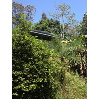 รูปถ่าย คอสตาริกา(Costa Rica) มานวยล์อันโตนีโอ(Manuel Antonio) 2015-03 436