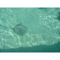 รูปถ่าย เฟรนช์โพลี่นีเซีย(Polynesia) มูเรีย(Moorea) 2006-04 24
