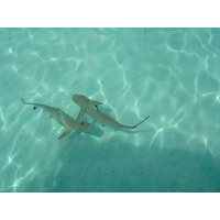 รูปถ่าย เฟรนช์โพลี่นีเซีย(Polynesia) มูเรีย(Moorea) 2006-04 221