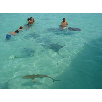 รูปถ่าย เฟรนช์โพลี่นีเซีย(Polynesia) มูเรีย(Moorea) 2006-04 228
