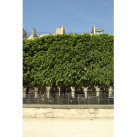 รูปถ่าย ฝรั่งเศส(France) ปารีส(Paris) สวนตุยเลอรี(Garden of Tuileries) 2007-05 17