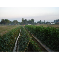 รูปถ่าย ไทย(Thailand) พิษณุโลก(Phitsanulok) ถนนจอมทอง(Jomthong Road) 2008-01 21