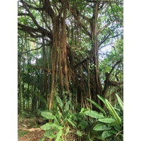 รูปถ่าย คอสตาริกา(Costa Rica) โดมินิกัล(Dominical) 2015-03 65
