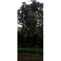 รูปถ่าย คอสตาริกา(Costa Rica) กาอุยตา(Cahuita) 2015-03 102