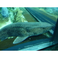 รูปถ่าย ฝรั่งเศส(France) เลอกรัวซิก(Le Croisic) โอเชียเรียม(Ocearium) 2009-10 2