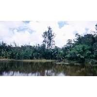 รูปถ่าย มาดากัสการ์(Madagascar) 1999-10 34