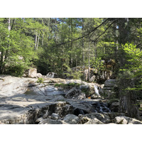 รูปถ่าย ฝรั่งเศส(France) คอร์สิคา(Corsica) ป่าไอโตเน(Aitone Forest) 2021-06 43