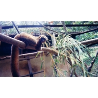 รูปถ่าย มาดากัสการ์(Madagascar) 1999-10 30