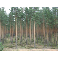 รูปถ่าย รัสเซีย(Russia) จากยาโรสลาฟล์ไปเซนต์ปีเตอร์สเบิร์ก(From Yaroslavl to St Petersburg) 2006-07 49