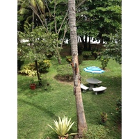 รูปถ่าย คอสตาริกา(Costa Rica) มอนเตซูมา(Montezuma) 2015-03 53