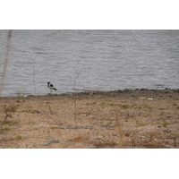 รูปถ่าย แอฟริกาใต้(South Africa) อุทยานแห่งชาติครูเกอร์(Kruger National Park) 2008-09 29