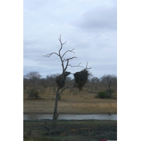 รูปถ่าย แอฟริกาใต้(South Africa) อุทยานแห่งชาติครูเกอร์(Kruger National Park) 2008-09 132