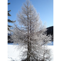 รูปถ่าย สวิสเซอร์แลนด์(Switzerland) เซนต์มอริตซ์ ชลาริญญา(St Moritz Schlarigna) 2007-01 86