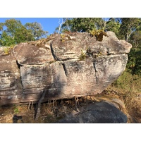 รูปถ่าย ไทย(Thailand) อุทยานแห่งชาติภูหินร่องกล้า(Phu Hin Rong Kla National Park) 2014-12 261