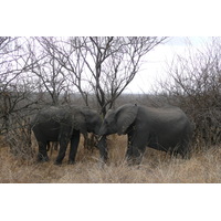 รูปถ่าย แอฟริกาใต้(South Africa) อุทยานแห่งชาติครูเกอร์(Kruger National Park) 2008-09 119