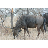 รูปถ่าย แอฟริกาใต้(South Africa) อุทยานแห่งชาติครูเกอร์(Kruger National Park) 2008-09 94