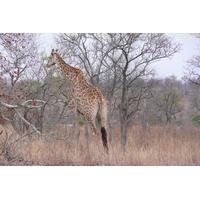 รูปถ่าย แอฟริกาใต้(South Africa) อุทยานแห่งชาติครูเกอร์(Kruger National Park) 2008-09 30