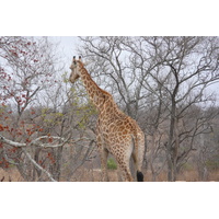 รูปถ่าย แอฟริกาใต้(South Africa) อุทยานแห่งชาติครูเกอร์(Kruger National Park) 2008-09 148
