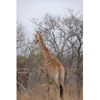รูปถ่าย แอฟริกาใต้(South Africa) อุทยานแห่งชาติครูเกอร์(Kruger National Park) 2008-09 130
