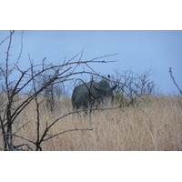 รูปถ่าย แอฟริกาใต้(South Africa) อุทยานแห่งชาติครูเกอร์(Kruger National Park) 2008-09 150