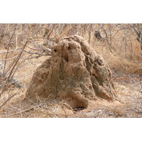 รูปถ่าย แอฟริกาใต้(South Africa) อุทยานแห่งชาติครูเกอร์(Kruger National Park) 2008-09 86