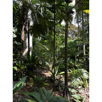 รูปถ่าย สิงคโปร์(Singapore) สวนพฤกษศาสตร์สิงคโปร์(Singapore Botanic Gardens) 2023-01 22
