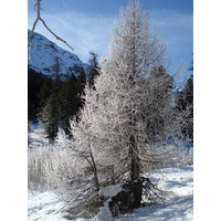 รูปถ่าย สวิสเซอร์แลนด์(Switzerland) เซนต์มอริตซ์ ชลาริญญา(St Moritz Schlarigna) 2007-01 78