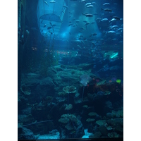 รูปถ่าย สหรัฐอาหรับเอมิเรตส์(United Arab Emirates) ดูไบ(Dubai) ดูไบมอลล์(The Dubai Mall) 2011-12 69