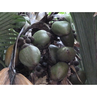 รูปถ่าย เซเชลส์(Seychelles) หุบเขาเดอไม(Vallee de Mai) 2011-10 26