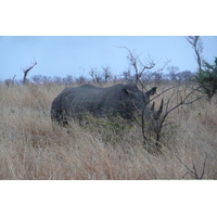 รูปถ่าย แอฟริกาใต้(South Africa) อุทยานแห่งชาติครูเกอร์(Kruger National Park) 2008-09 114