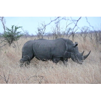 รูปถ่าย แอฟริกาใต้(South Africa) อุทยานแห่งชาติครูเกอร์(Kruger National Park) 2008-09 74
