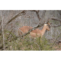 รูปถ่าย แอฟริกาใต้(South Africa) อุทยานแห่งชาติครูเกอร์(Kruger National Park) 2008-09 137