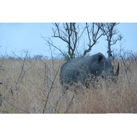 รูปถ่าย แอฟริกาใต้(South Africa) อุทยานแห่งชาติครูเกอร์(Kruger National Park) 2008-09 71