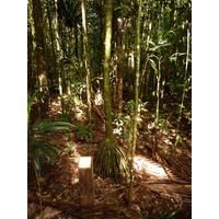 รูปถ่าย นิวแคลิโดเนีย(New Caledonia) อุทยานริเวียร์เบลอ(Parc de la Riviere Bleue) โรงแรมเลอกร็องกาโอรี(Le Grand Kaori) 2010-05 25