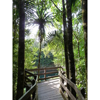 รูปถ่าย นิวแคลิโดเนีย(New Caledonia) อุทยานริเวียร์เบลอ(Parc de la Riviere Bleue) โรงแรมเลอกร็องกาโอรี(Le Grand Kaori) 2010-05 1