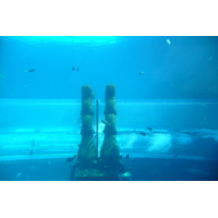 รูปถ่าย สหรัฐอาหรับเอมิเรตส์(United Arab Emirates) ดูไบ(Dubai) สวนน้ำอควาเวนเจอร์ ดูไบ(Dubai Aquaventure) 2009-01 164
