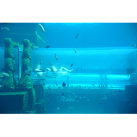 รูปถ่าย สหรัฐอาหรับเอมิเรตส์(United Arab Emirates) ดูไบ(Dubai) สวนน้ำอควาเวนเจอร์ ดูไบ(Dubai Aquaventure) 2009-01 171