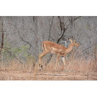 รูปถ่าย แอฟริกาใต้(South Africa) อุทยานแห่งชาติครูเกอร์(Kruger National Park) 2008-09 156