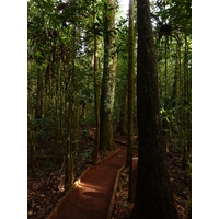 รูปถ่าย นิวแคลิโดเนีย(New Caledonia) อุทยานริเวียร์เบลอ(Parc de la Riviere Bleue) โรงแรมเลอกร็องกาโอรี(Le Grand Kaori) 2010-05 0