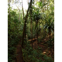 รูปถ่าย นิวแคลิโดเนีย(New Caledonia) อุทยานริเวียร์เบลอ(Parc de la Riviere Bleue) โรงแรมเลอกร็องกาโอรี(Le Grand Kaori) 2010-05 22