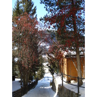 รูปถ่าย สวิสเซอร์แลนด์(Switzerland) ปองเทรซีน่า(Pontresina) 2007-01 134
