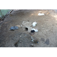 รูปถ่าย ไทย(Thailand) เชียงใหม่(Chiang Mai) ฟาร์มงูแม่สา(Mae Sa Snake Farm) 2010-12 89