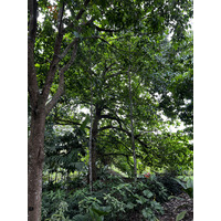 รูปถ่าย สิงคโปร์(Singapore) สวนพฤกษศาสตร์สิงคโปร์(Singapore Botanic Gardens) 2023-01 7